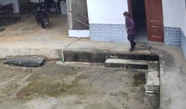 老人被咬死，家属：是捕猎队的猎犬将野猪追赶进家中