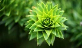 社区端午节活动方案通用